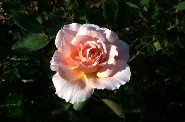 Laura Conyers Smith Municipal Rose Garden