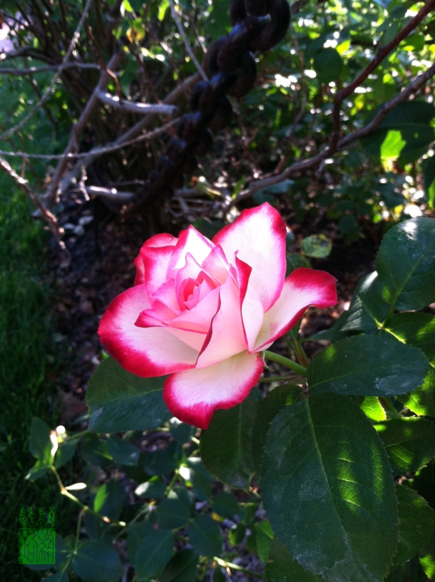 Laura Conyers Smith Memorial Rose Garden